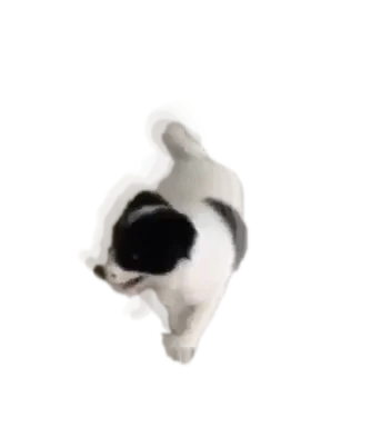 Baby Oreo playing